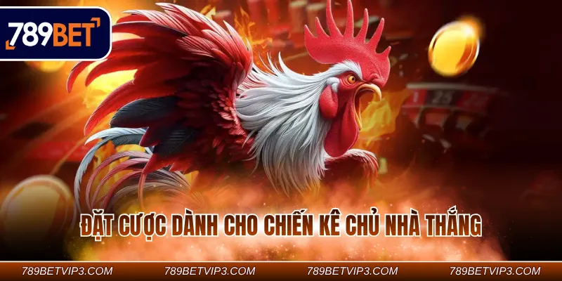 Đặt cược dành cho chiến kê chủ nhà thắng